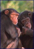 Bonobos