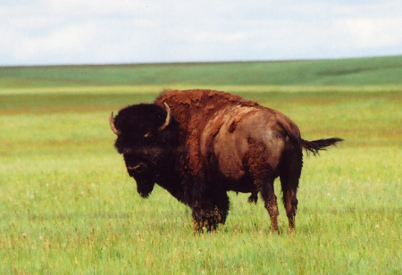 Buffalo