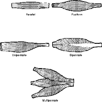 Fascicles come in many different arrangements in muscles.