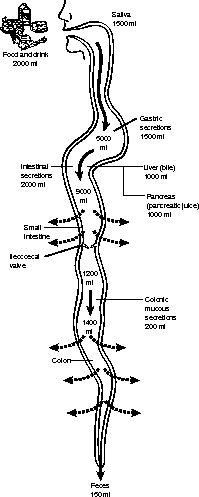 The movement of fluid in and out of the digestive tract every day.