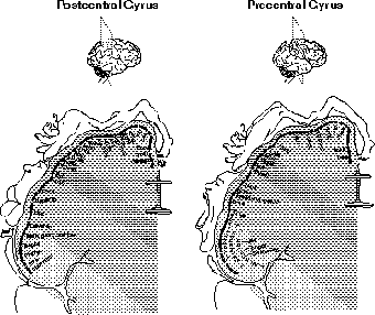 These rather strange little figures illustrate the proportion of the cerebral cortex that is taken up by sensory and motor processing for the various parts of the body.