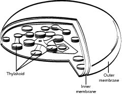 Chloroplasts.