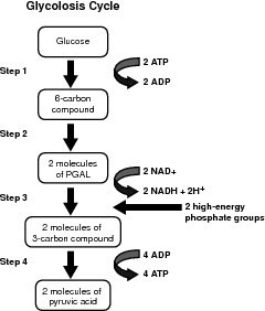 Glycolysis.