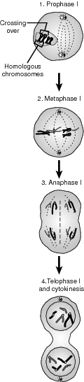 Meiosis I.