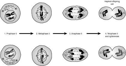 Meiosis II.