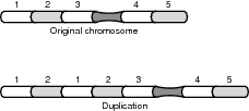 Duplication.