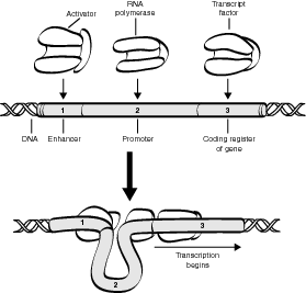 Transcription regulation.