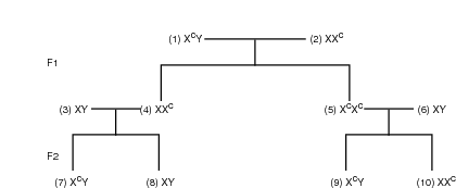 Colorblindness pedigree.