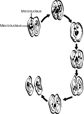 Paramecium conjugation.