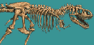 Tyrannosaurus skeleton