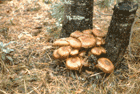 Giant Fungus