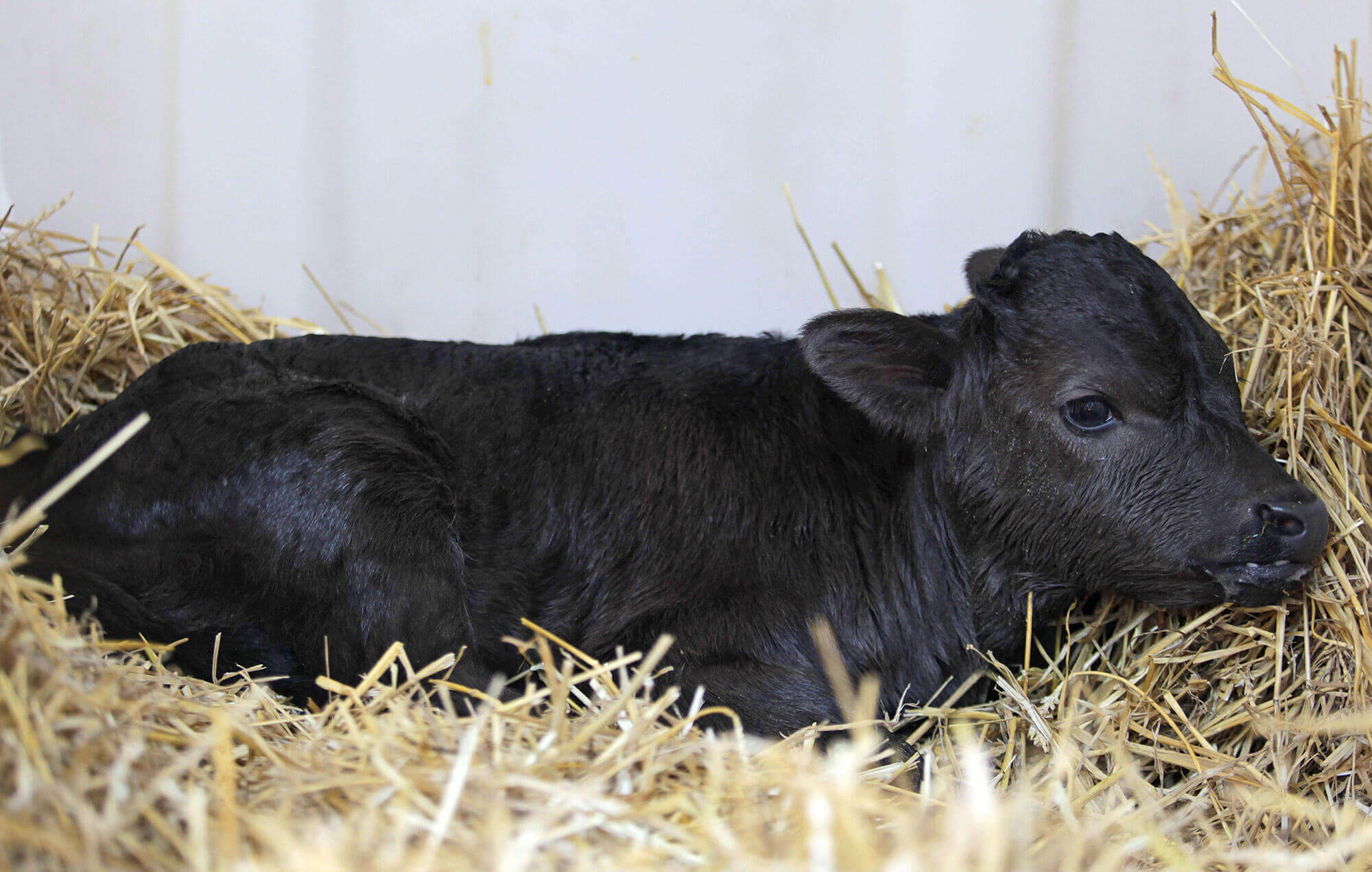 A cloned fighting bull named Got from Spain