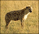 hyena