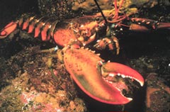 American Lobster