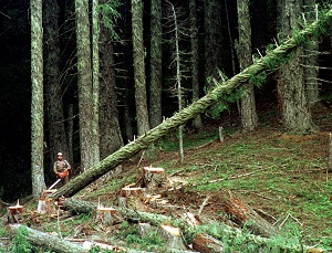 oregon loggers