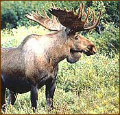 Moose