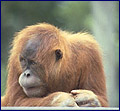 Orangutan