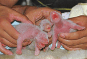 newborn pandas