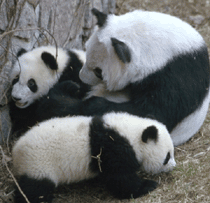 pandas