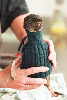 penguin in sweater