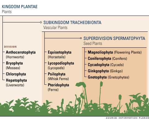 Plant Kingdom Divisions