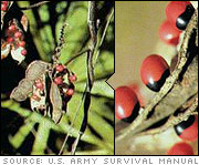 Poisonous Plant: Rosary Pea