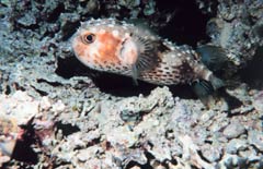 Porcupine Fish