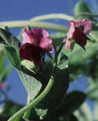 sweet pea flowers