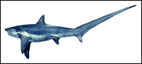 Thresher Shark