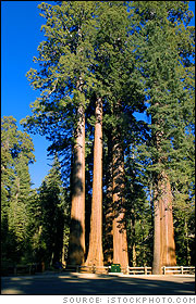 Giant Sequoia