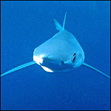 Great White