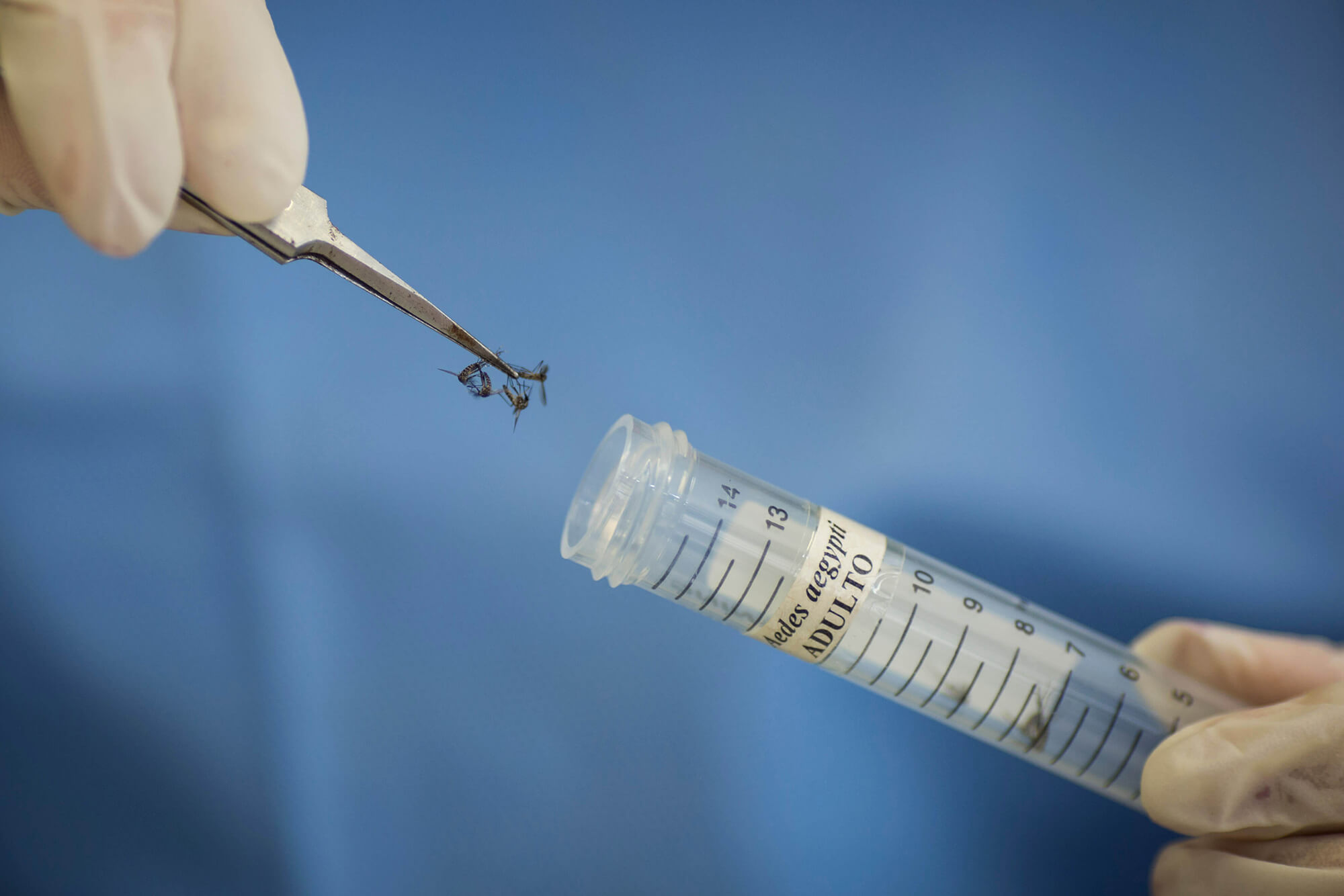 picture of test tube with scientist holding mosquito in prongs