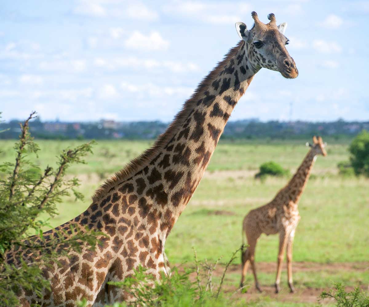 Giraffes on the Savannah