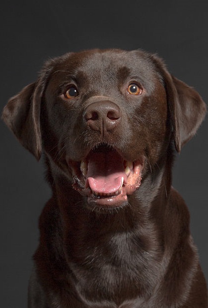 Labrador Retriever Top Dog Breed