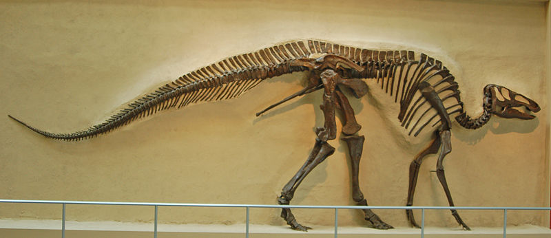 Fossil