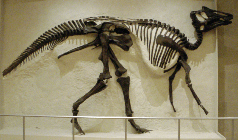 Fossil