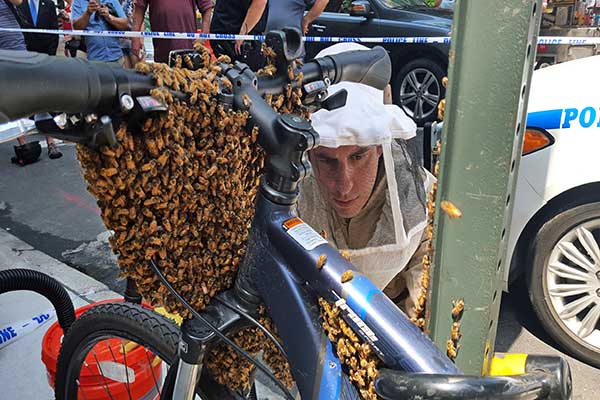 Bee Swarm