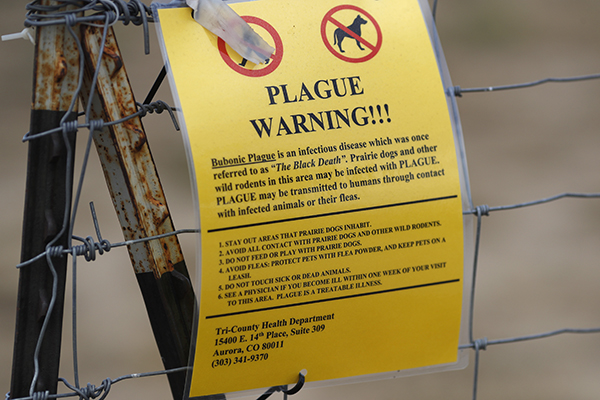 Bubonic Plague