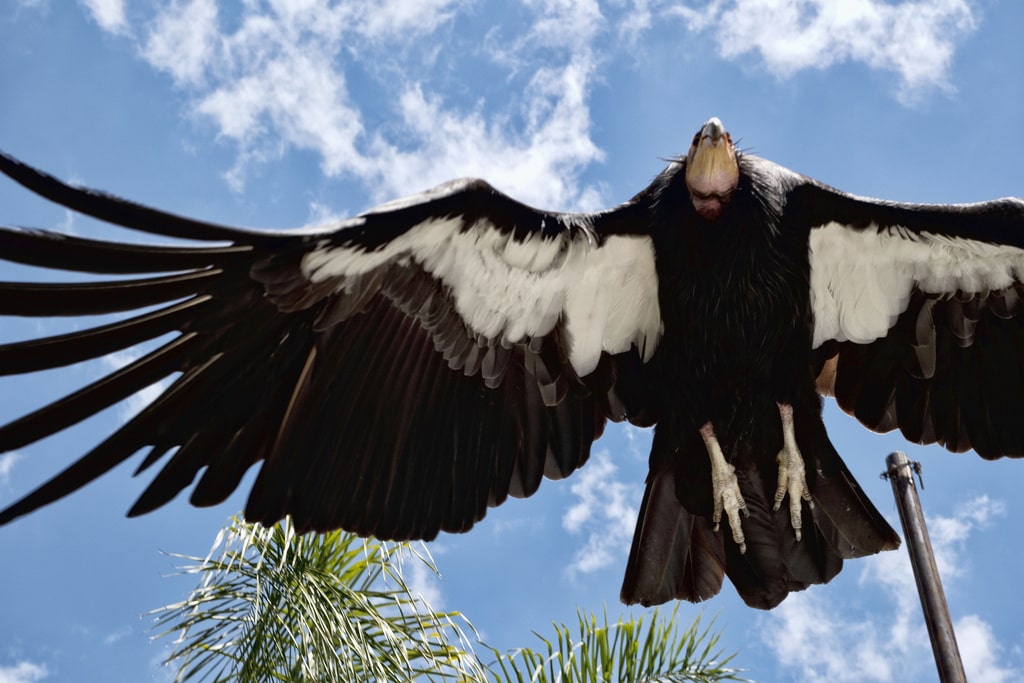 California Condors