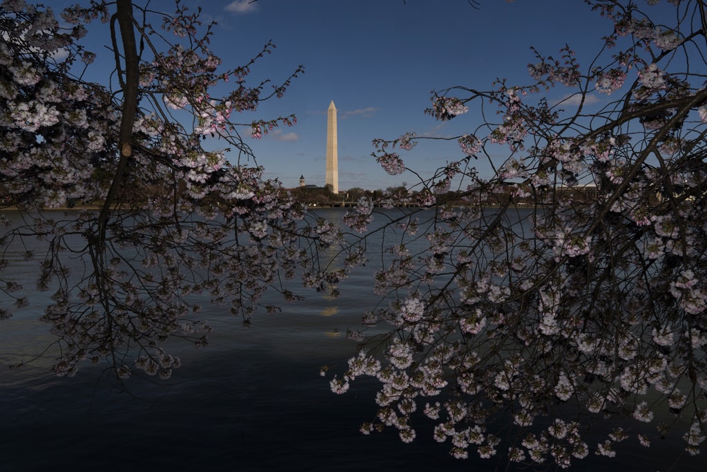 Cherry Blossoms Washington