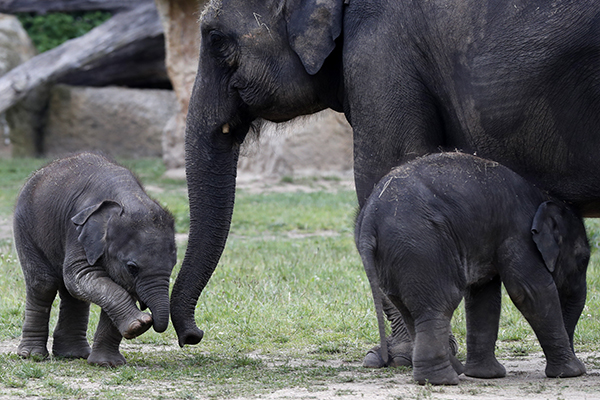 Elephant Deaths