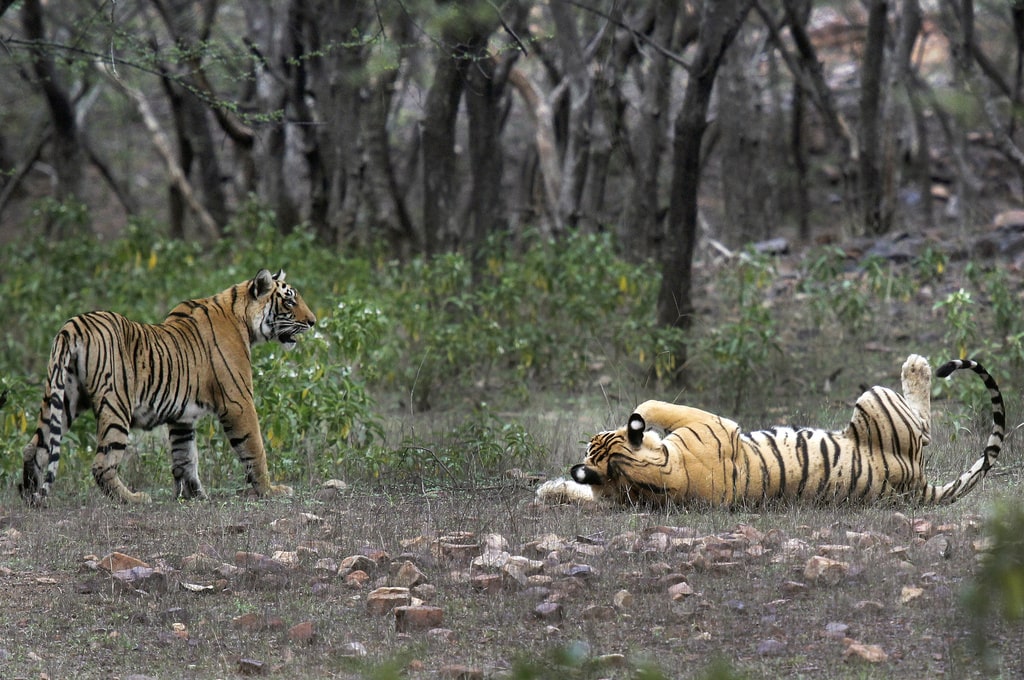 India Tiger Opposition