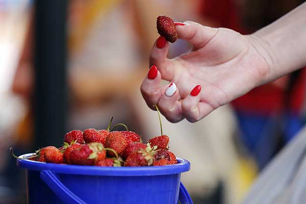 Needle Strawberries