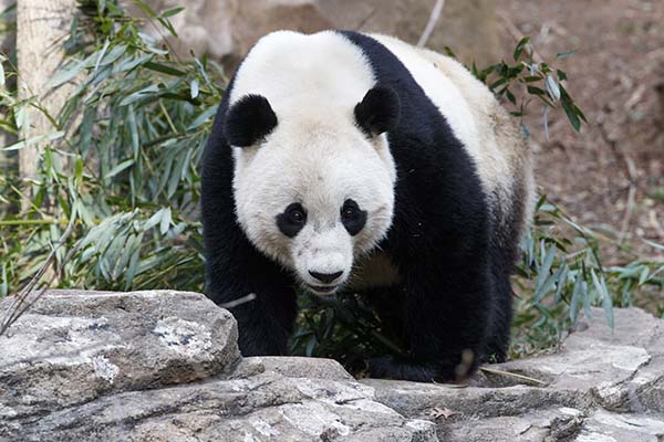 Giant Panda