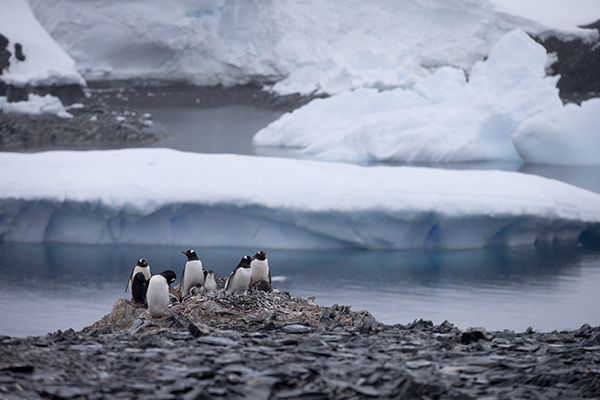 A group of penguins fighting for survival