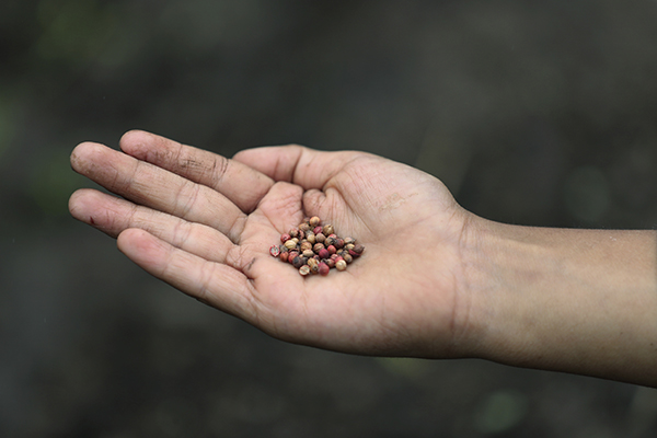 Suspicious Seeds