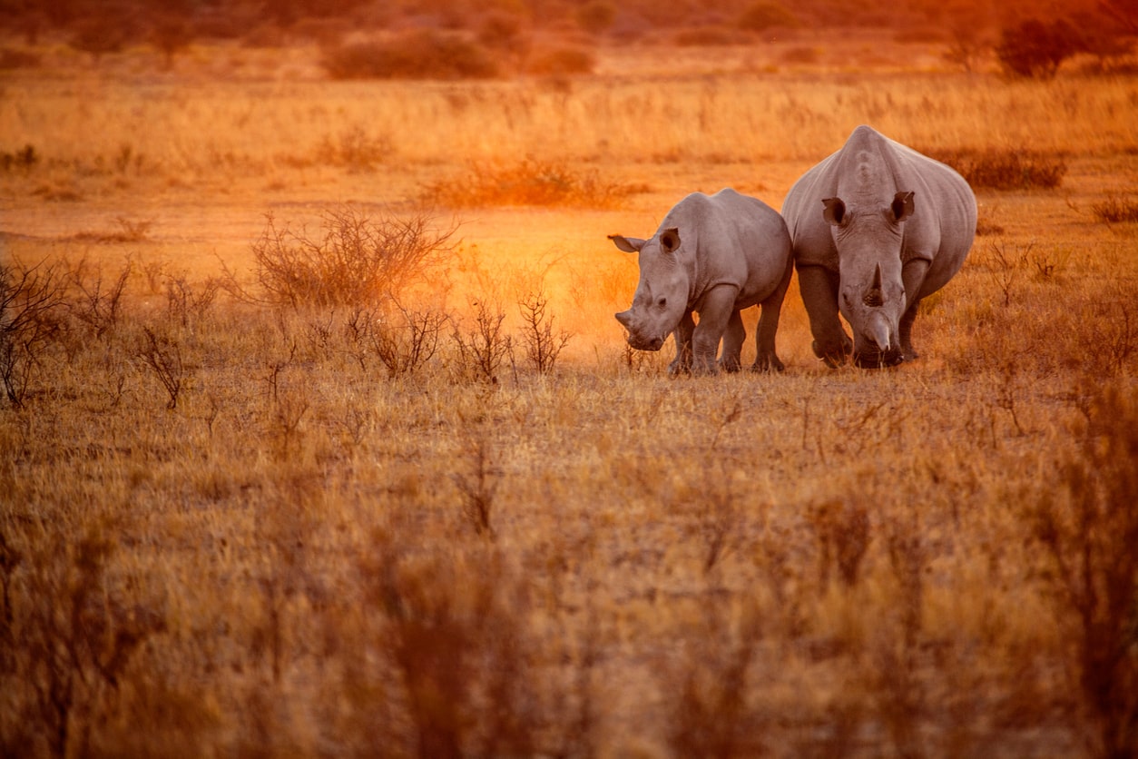 Rhino grazing