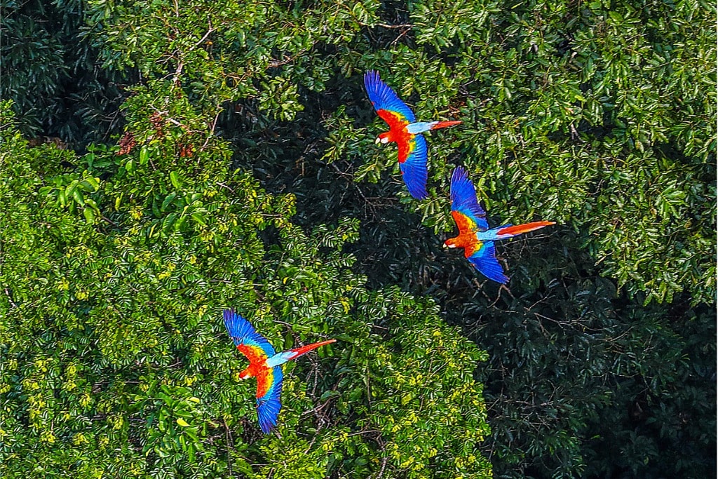 Amazon Rainforest, Brazil