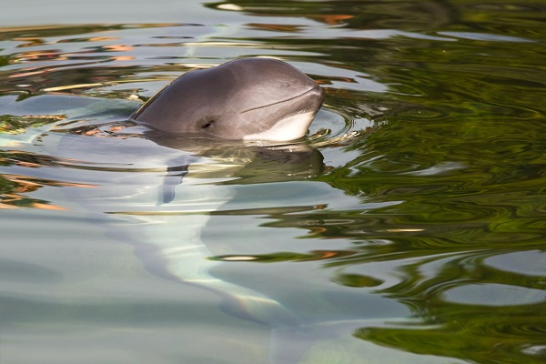 A Porpoise