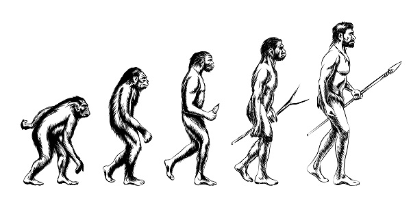 Evolution of Man